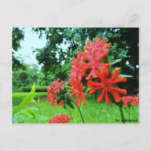 Postkarte: Rote Blume Postkarte