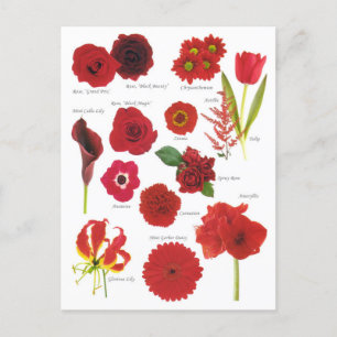 Postkarte Rote Blumen