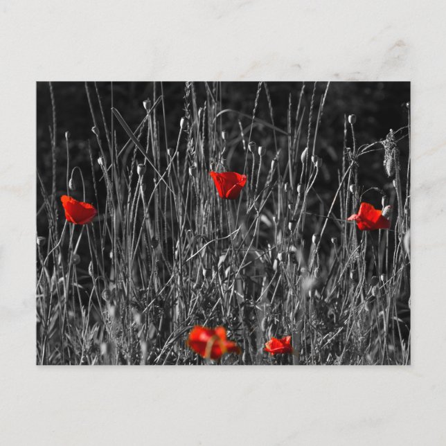 Postkarte - Rote Einsamkeit Mohn (Vorderseite)