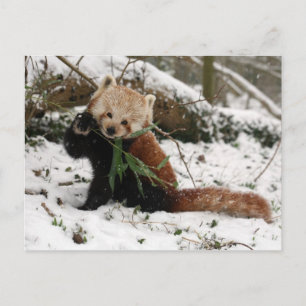 Postkarte - roter Panda 2