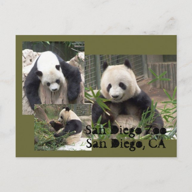 Postkarte San Diego Zoo (Vorderseite)