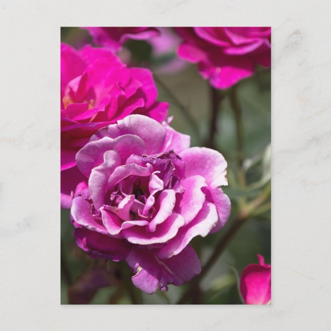 Postkarte Schöne Rosen Fotografie (Vorderseite)