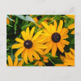 Postkarte - Schwarz-mit Augen Susan
