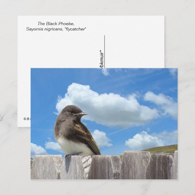 Postkarte - Schwarzes Foto auf Zaun (Vorne/Hinten)