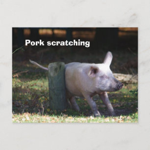 Postkarte "Schweinekratzen"