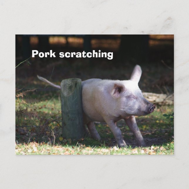 Postkarte "Schweinekratzen" (Vorderseite)