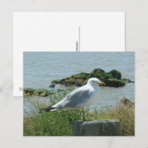 Postkarte: Seagull auf Verschütten