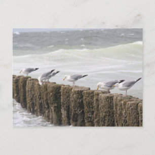 Postkarte: Seagulls Postkarte