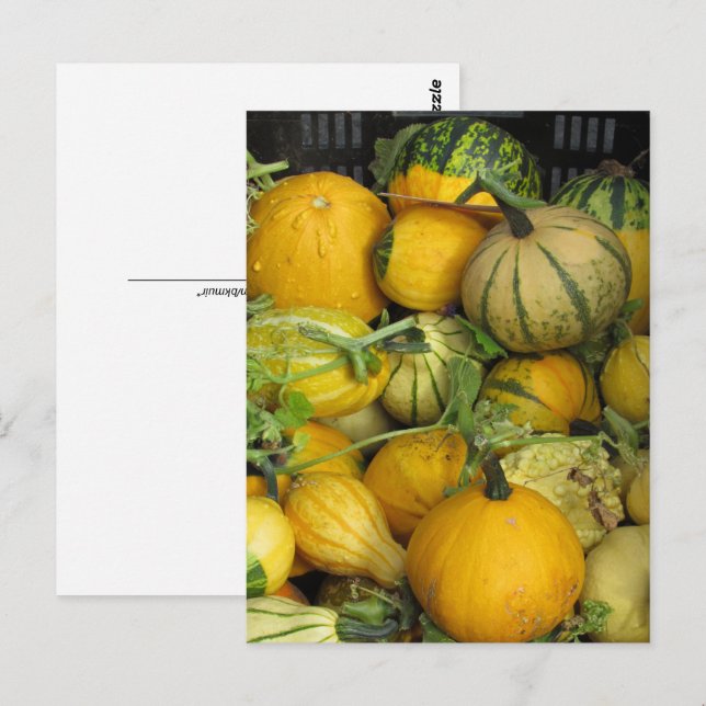 Postkarte - SommerSquash (Vorne/Hinten)