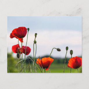 Postkarte - Sonnenbeschienene Wilde Mohnblumen