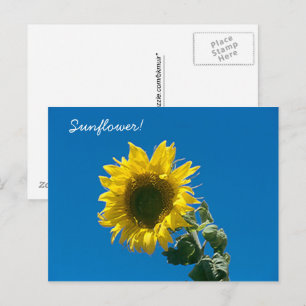 Postkarte - Sonnenblume!