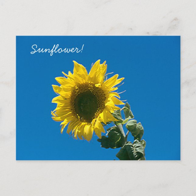Postkarte - Sonnenblume! (Vorderseite)