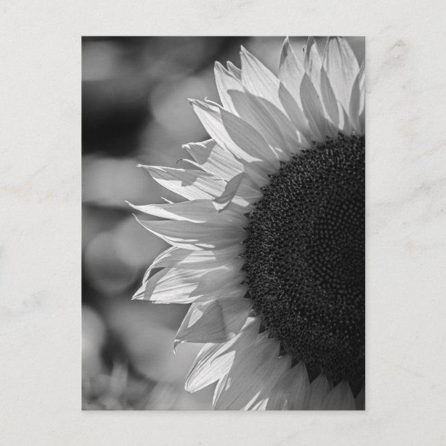 Postkarte Sonnenblume auf dem Feld BW (Vorderseite)