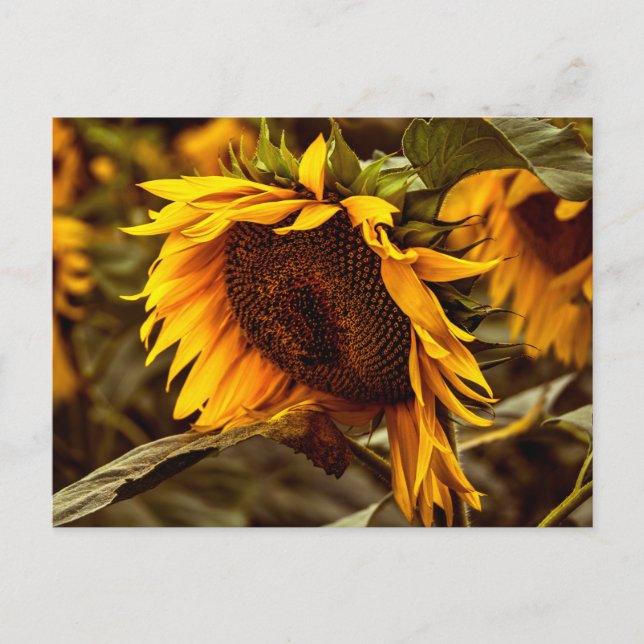 Postkarte Sonnenblume Eleganz (Vorderseite)