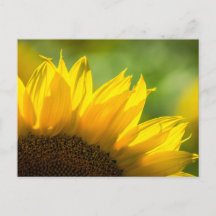 Postkarte Sonnenblume - Florale Naturfotografie