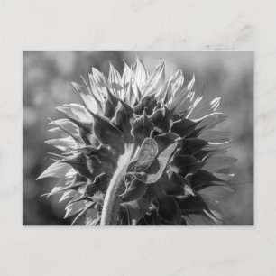 Postkarte Sonnenblume Rückansicht BW