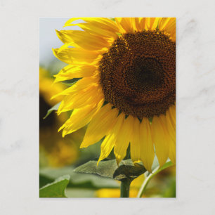 Postkarte - Sonnenblume Sommer Vibranz