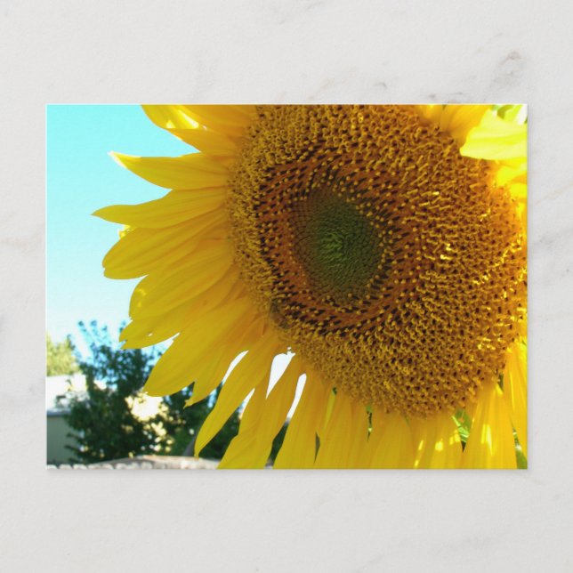 Postkarte - Sonnenblume und Biene (Vorderseite)