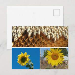 Postkarte - Sonnenblumen