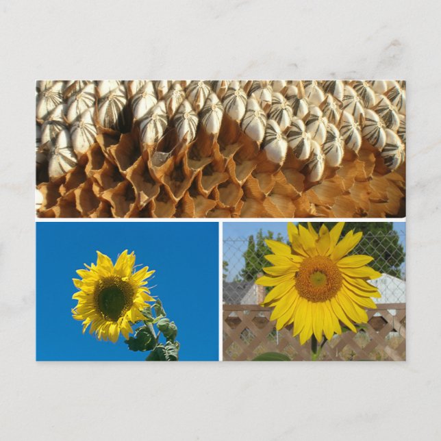 Postkarte - Sonnenblumen (Vorderseite)