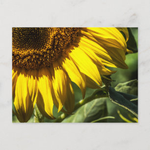Postkarte - Sonnenblumen-Geheimnisse