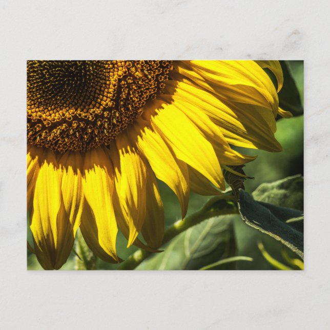 Postkarte - Sonnenblumen-Geheimnisse (Vorderseite)