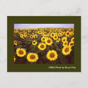 Postkarte / Sonnenblumen in Fargo North Dakota.