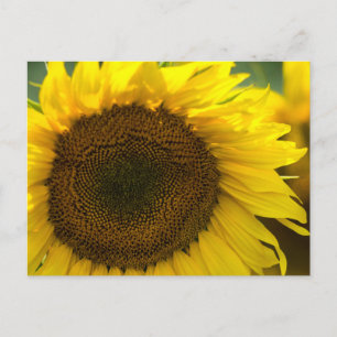 Postkarte - Sonnenblumen Sommer Gefühl