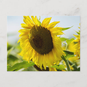 Postkarte - Sonnenblumen Sommergeheimnisse
