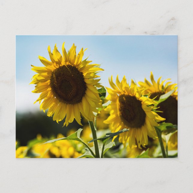 Postkarte - Sonnenblumen Sommerglanz (Vorderseite)