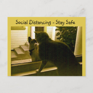 Postkarte - Soziale Distanzierung Katzen