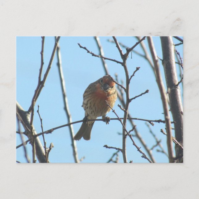 Postkarte - Sparrow in Tree (Vorderseite)