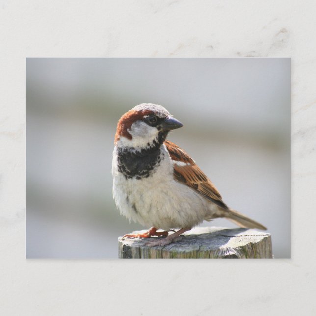 Postkarte: Sparrow Postkarte (Vorderseite)
