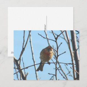 Postkarte - Spatz im Baum