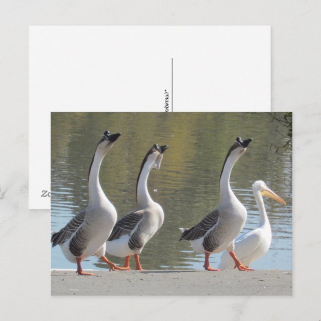 Postkarte: Spaziergang am Lakeside Postkarte (Vorne/Hinten)