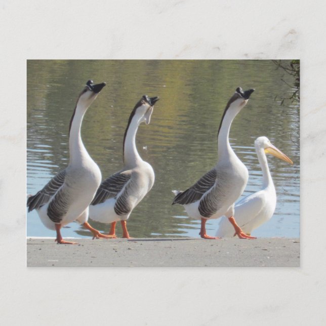 Postkarte: Spaziergang am Lakeside Postkarte (Vorderseite)