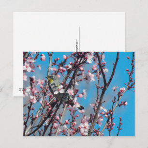 Postkarte - Springtime-Sparrow