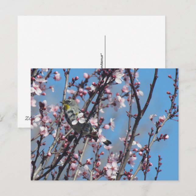 Postkarte - Springtime-Sparrow (Vorne/Hinten)