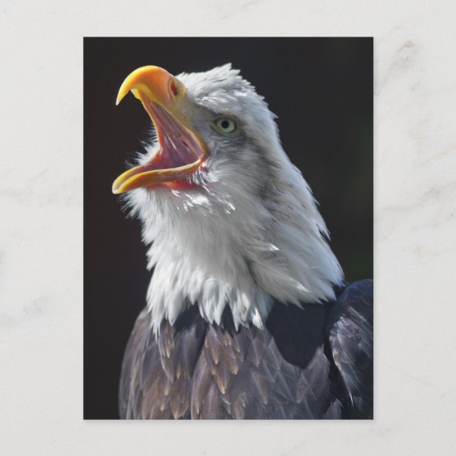 Postkarte Squawa (Vorderseite)
