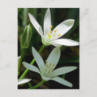 Postkarte: Stern-of-Bethlehem (Blume)