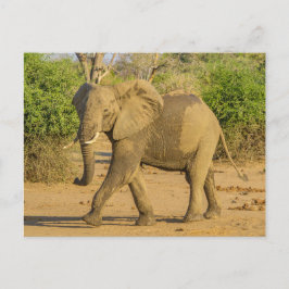 Postkarte - Strutting Elephant in Sambia