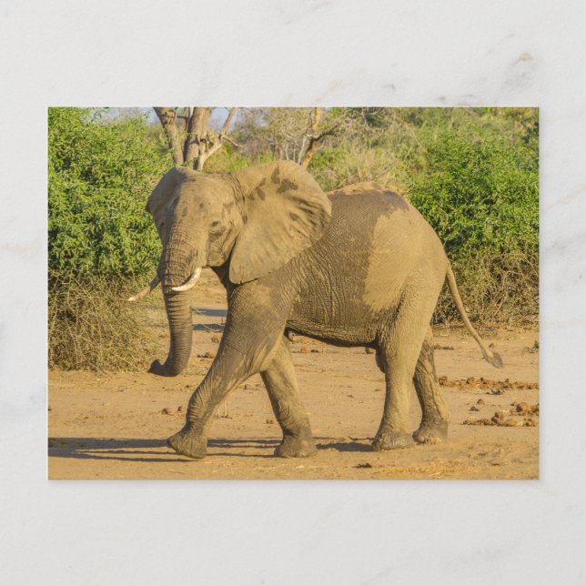 Postkarte - Strutting Elephant in Sambia (Vorderseite)
