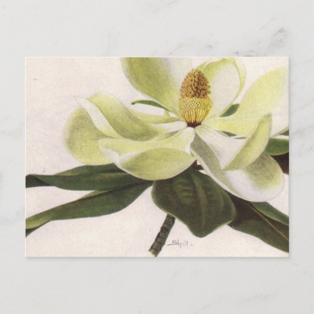 Postkarte Süd-Magnolien (Vorderseite)