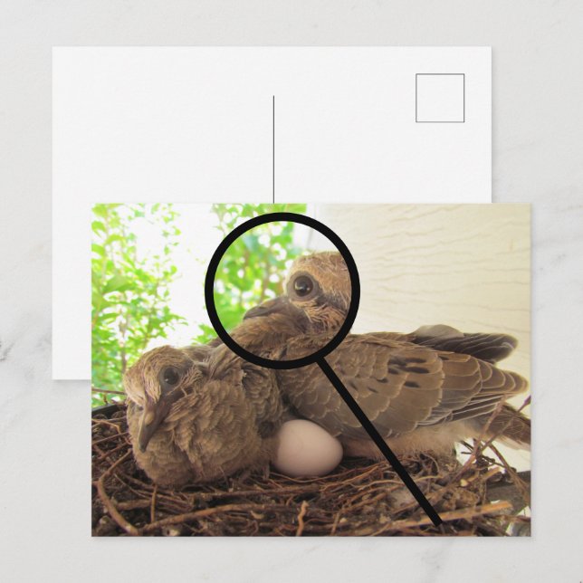 Postkarte - Taubenjunge im Nest (Vorne/Hinten)