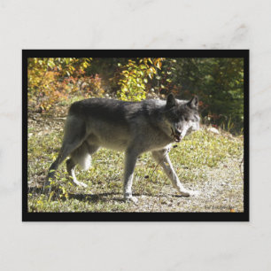 Postkarte "Teething"