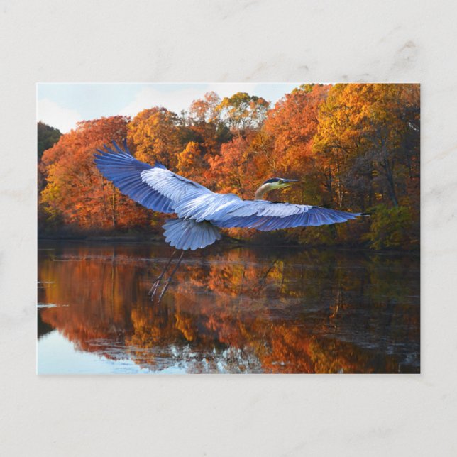 Postkarte "The Blue Heron" (Vorderseite)