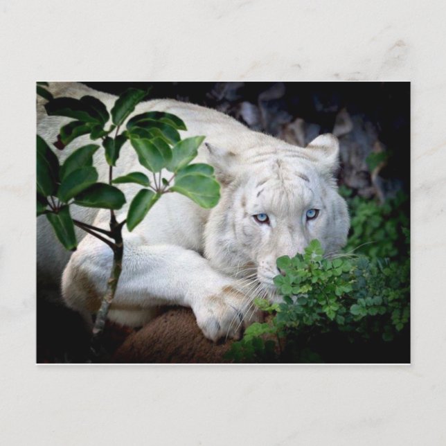 Postkarte - Tiger (Vorderseite)