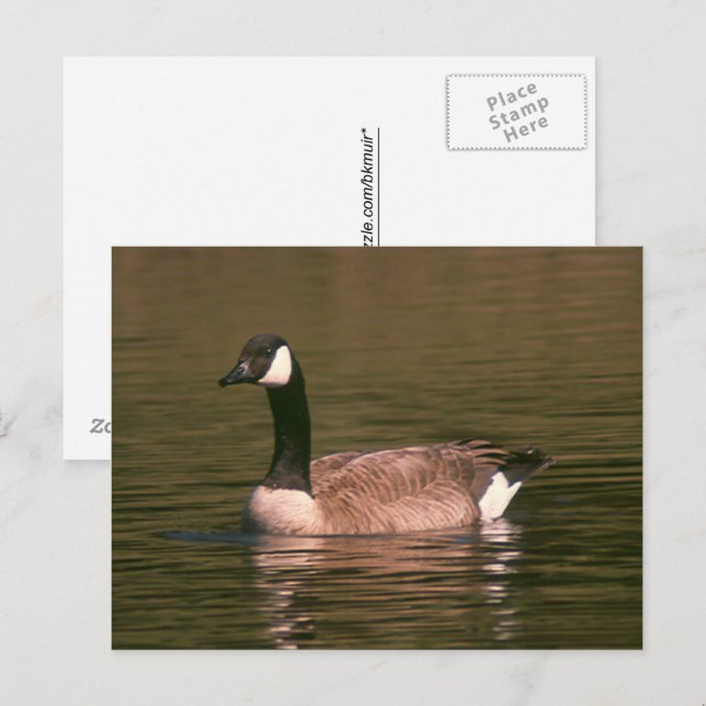 Postkarte - Tranquie Gans (Vorne/Hinten)