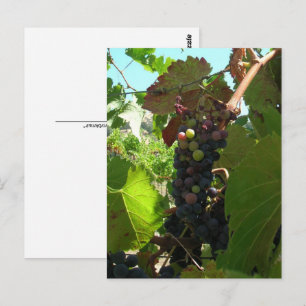 Postkarte - Trauben am Weinstock