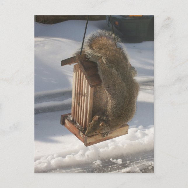 Postkarte "Updown Squirrel" (Vorderseite)